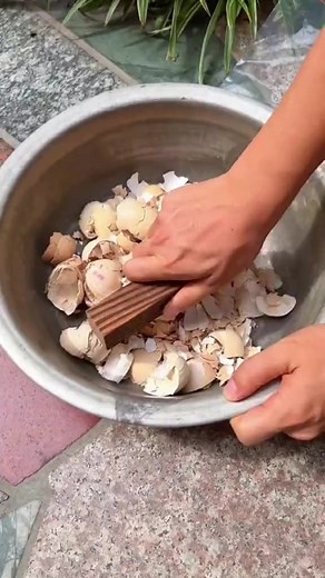 1.1K views · 14 reactions | Homemade Eggshell Calcium Fertilizer Nutrient Soil. #homemade #organicfertilizer #gardeningtips #diygarden #nutrientsoil #eggshefertilizer #gardeninghacks #sustainability #ecofriendly #gardeningcommunity #plantlovers #soilhealth #gardeninspiration #greenthumb #urbanfarming | Gardening Tips & Advice | Facebook