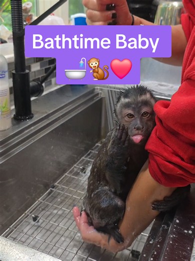 Lula Belle Bathtime: Cute Monkey Enjoys Shower | Watch Full Video