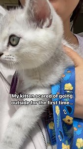 Here’s how I taught my cat how to walk on a leash ⬇️First make sure to save this video and follow me for more tips! Leash training is a journey and takes time. The goal is to take it slow and let | Charliethebsh | Facebook