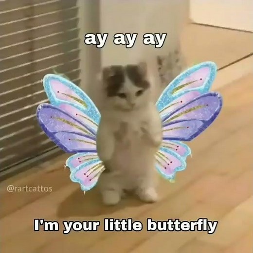 ay ay ay I'm your little butterfly