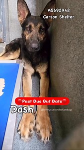 🔴Urgent Final Notice🔴✳️DASH ✳️ID: #A5692948 ↩️🔥Came in together with #A5692947 Gizmo 🐶🐶They were found near 400 Martin Luther King Jr. St. CarsonDash showed no interest in the dogs, as he continued to avoid them. He wandered around the yard, continuing to respond defensively when approached by the other dogs. For the rest of the session, Dash kept to himself, tolerating the other dogs from a distance. Once the session concluded, he was shifted to the side yard to begin his handling assessme
