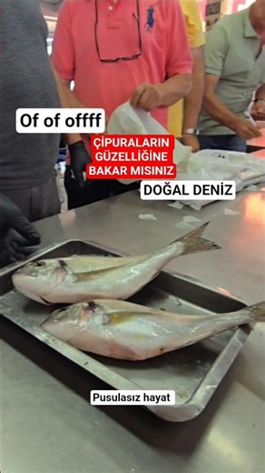 OF OF OFFF. ÇİPURALARIN GÜZELLİĞİNE BAKAR MISINIZ. DOĞAL DENİZ BALIĞI ÜSTELİK. #levrek #çipura
