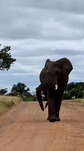 664K views · 10K reactions | Watch as this Magnificent Elephant Bull Saunters down his road. #elephant #wildlife #nature #safari #exploremore | Kruger Gone Wild Safaris | Facebook