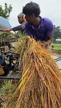 Rice Threshing Method Using a Modern Rice Threshing Machine