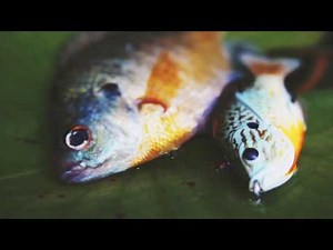 LIVETARGET Hollowbody Sunfish