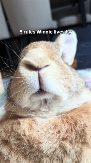Rules for living your best life, courtesy of Winifred 🐰