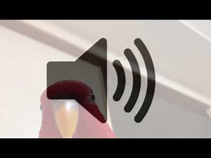 Red bird meme sound effect#76 (Remastered)