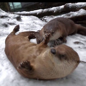 Snow day! | Oregon Zoo