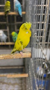 100% Birds Land Blood Line | Birds Land