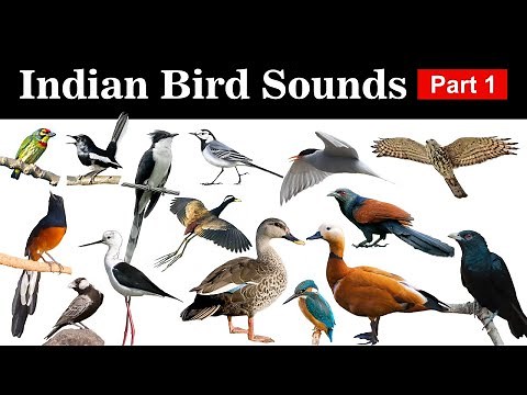 Indian Birds Sounds - Part 1 | Songs and Calls of Birds from India