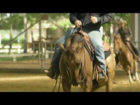 Reining et équitation western