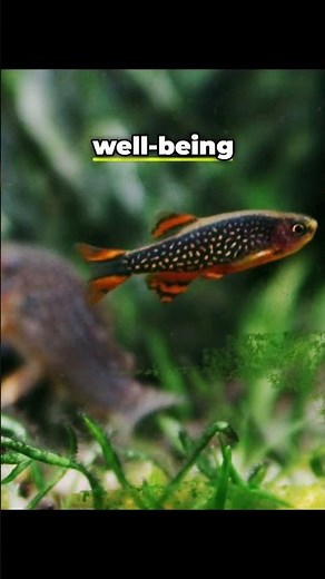 Celestial Pearl Danios: Care Guide & Breeding!