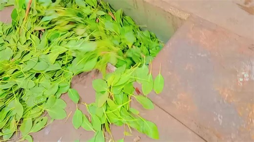 Myrtle Smith on TikTok