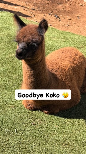 Congratulations to Monaco Ranch of Kauai for purchasing three of our girls! 🦙🦙🦙 Sophia with her cria Koko, and Bella. One of the hardest things is letting your Alpaca go~we fall in love with them, but being a working fiber farm we are constantly looking on improving our genetics and fiber. Www.mauialpaca.com | Maui Alpaca