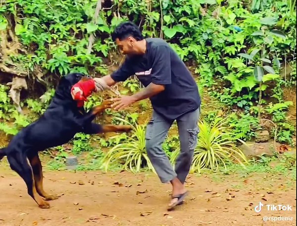 Attack time liger 👹#srilankarottweiler #fypシ゚viral #foryoupage #trending #tiktok #dog #rottweiler