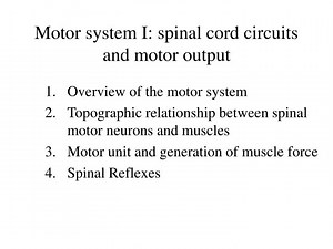 Motor system I: spinal cord circuits and motor output - SlideServe