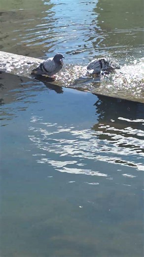 #nature #wildlife #animals #birds #duck