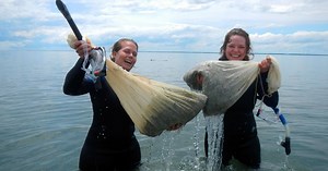 Collecting Eelgrass at VVCR