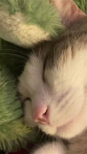 A small, soft snoring device.