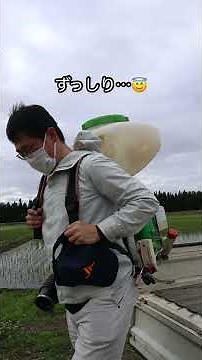中の人、米作りに密着👀‼️～除草剤編～