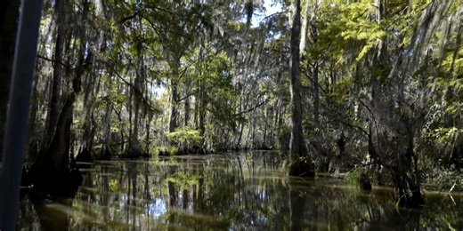 Heart of Louisiana: Honey Island Swamp