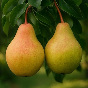 25 Moonglow Pear Seeds: Sweet Juicy Pear Tree, USA Sourced, Garden Planting - Etsy