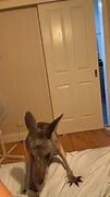 Man has pet kangaroo in his room