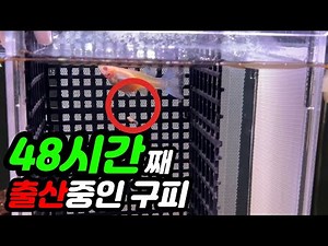구피 새끼낳는 장면 순간포착! 경이로운 도깨비불 구피 출산! 물멍 vlog, Birth of guppy baby, Guppy delivery zoom in
