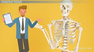 Osseous Tissue | Function, Location & Structure - Video | Study.com