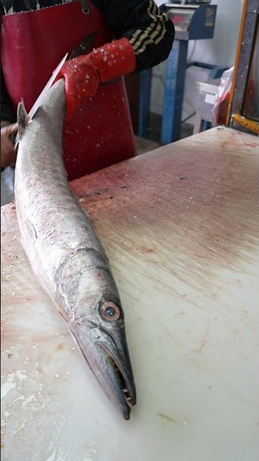 The ONLY Barracuda Tutorial You'll Ever Need!