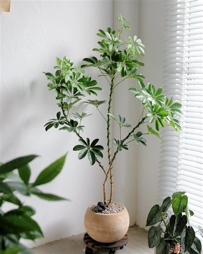 3K views · 13 reactions | CUSHY Garden on Reels | Facebook