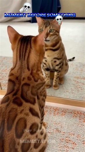 Cat shocked by owner 😂 #shorts