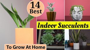 14 Best Indoor Succulents To Grow At Home