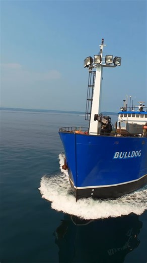 142 reactions · 19 shares |  Bulldog, one of the hardworking salmon...