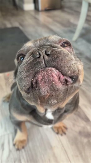 6 months feeding UnKibble update. Use code: KASH50 #spotandtangopartner