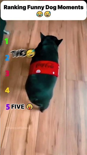 Ranking Funny Dog Moments 😃👀 | #shorts #funnydogs