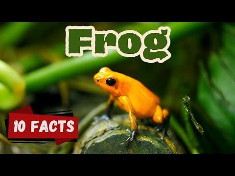 10 facts frog for kids preschoolers educational #frogfacts #frogfacts #discovernature