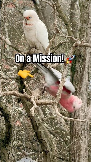 Backyard Buddies: Galah and Cockatoo Antics