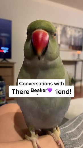 Conversations with Beaker: A Talking Bird's Cute Interaction 🐦