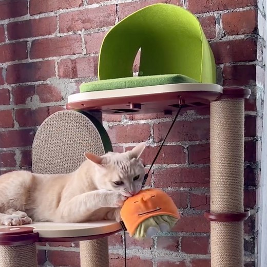 2.1K views · 111 reactions | Watch how effortlessly the INFINITY Cat Tree goes from package to purr-fection! ✨ Upgrade your cat's world with our INFINITY Cat Tree! Click the bio link to get yours now! ✨ #PETLIBRO #InfinityCatTree #PetlibroInfinityCatTree #cattree #cat #cats #catlover #NewRelease #catofinstagram | Petlibro | Facebook