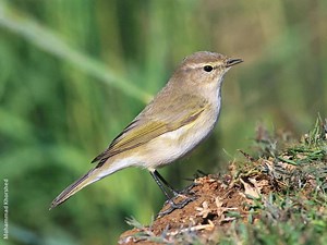 Common chiffchaff - Alchetron, The Free Social Encyclopedia