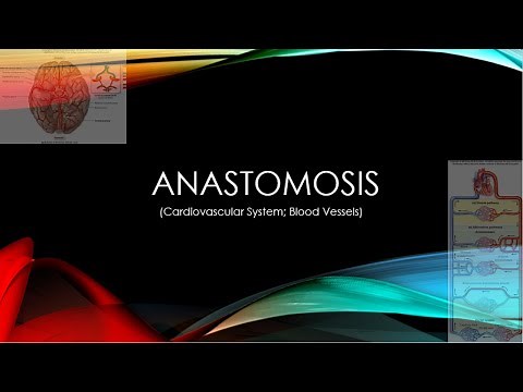 Blood Vessel Anastomosis Explained l Anatomy & Physiology