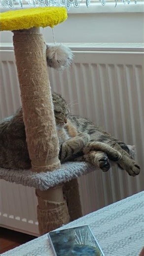 🐾🪬Maya The Cat 🧿🧷 #arımaya 🐝🍯 #cat #cute