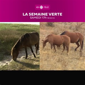 7.1K views · 99 reactions | Environ 1700 chevaux sauvages vivent en Alberta, dans les piémonts de l'Alberta. Ils ne sont pas protégés... | ICI TÉLÉ | Facebook