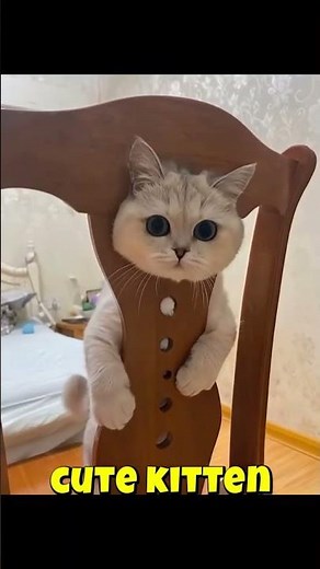 cute kitten😺💗💝💖 #kitten #cat #funny #shorts #samsung #storyadventure