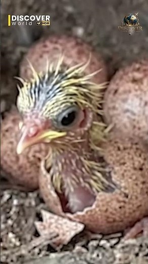Baby Eagle Hatches from Egg 🥚🦅 | Miracle of Nature | Discover World