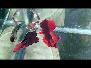 Betta Fish Alien Tricks You Need to Know
