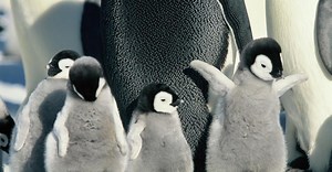 Die Reise der Pinguine · Film 2005 · Trailer · Kritik