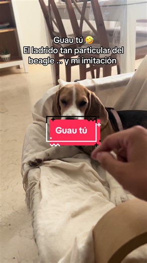 El ladrido del beagle #lunaelbeagle #perro #beagle