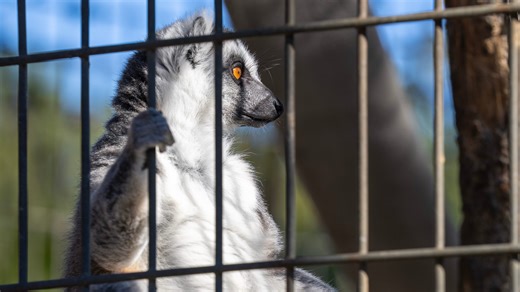 Can you legally own a tiger, wallaby, or other wild pet in Wisconsin?